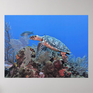 Roatan Hawksbill Poster