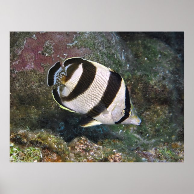 Roatan Poster (Vorne)