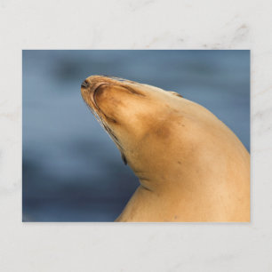 Robbe am Strand Postkarte