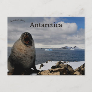Robbe auf Cape Shirreff Livingston Island Antarkti Postkarte