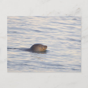 Robbe im Ozean Foto Postkarte