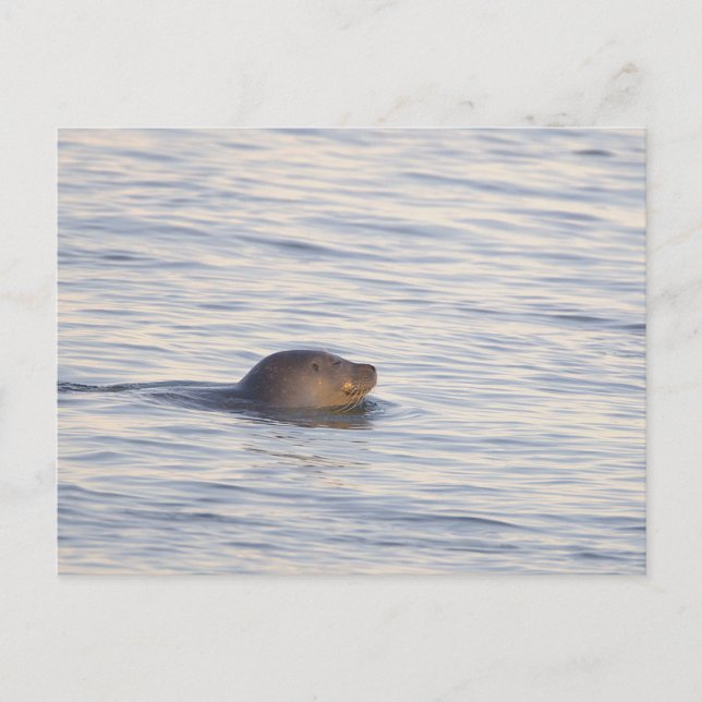 Robbe im Ozean Foto Postkarte (Vorderseite)