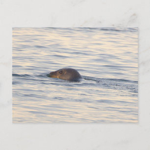 Robbe im Ozean Foto Postkarte