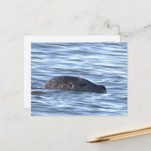 Robben-Foto-Postkarte Postkarte