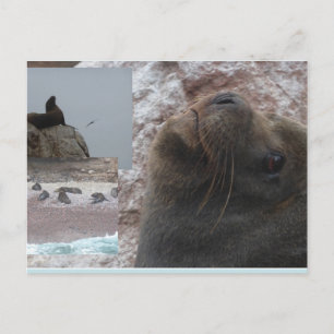 Robben Nahaufnahme Peru Collage DIY Postkarte