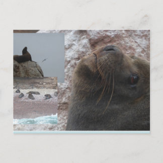 Robben Nahaufnahme Peru Collage DIY Postkarte