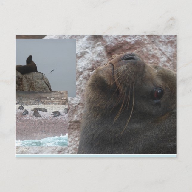 Robben Nahaufnahme Peru Collage DIY Postkarte (Vorderseite)