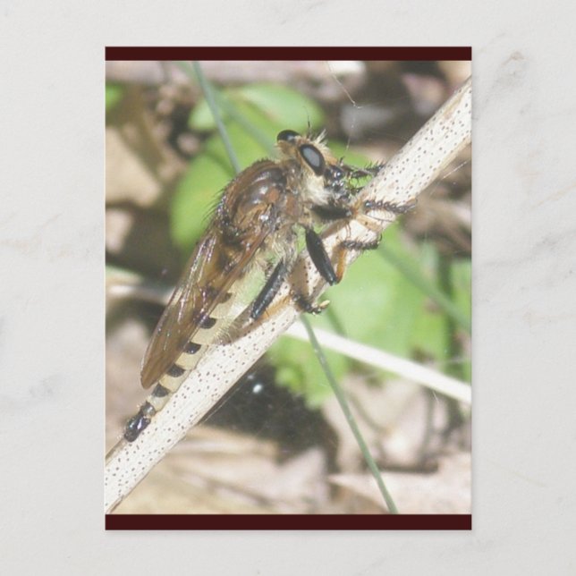 Robber Fly Postcard Postkarte (Vorderseite)