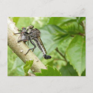 Robber fly w/Snack ~ Postkarte