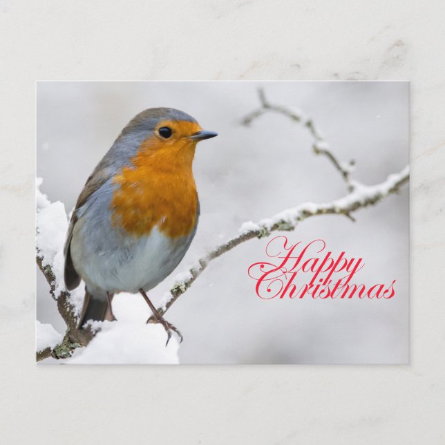 Robbin RedBrust Postkarte (Vorderseite)