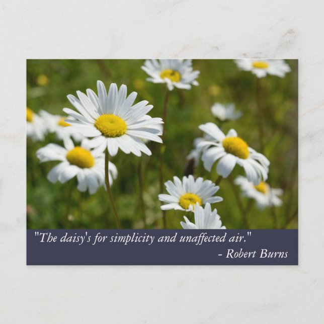 Robert Burns Daisy Quote Postkarte (Vorderseite)