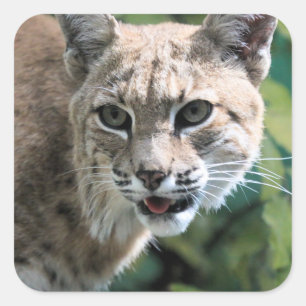 Robert J. Bobcat Quadratischer Aufkleber