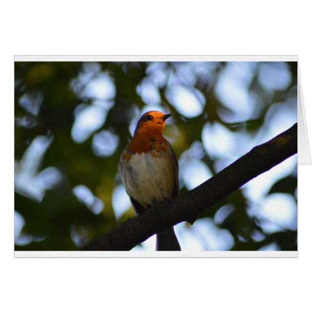 Robin (Vorderseite (Horizontal))