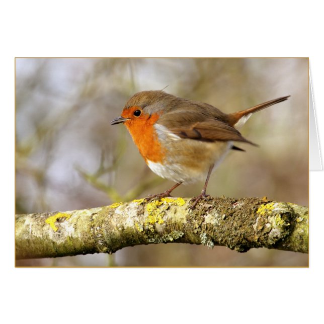 Robin (Vorderseite (Horizontal))