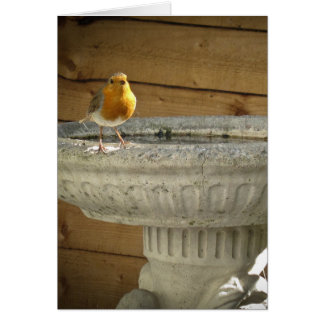 Robin