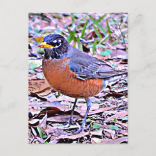 Robin (American Robin) Postkarte