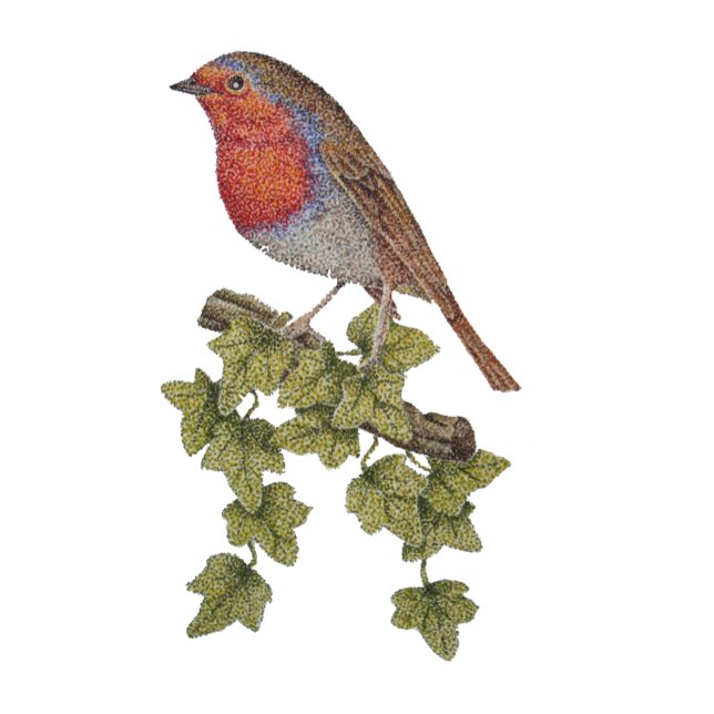 Robin auf Efeu-Blättern, wild lebende Vögel Geschenkpapier (Von Creator hochgeladen)