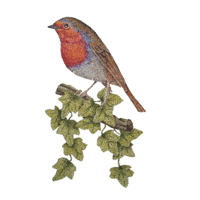 Robin auf Efeu-Blättern, wild lebende Vögel Kugelschreiber (Von Creator hochgeladen)