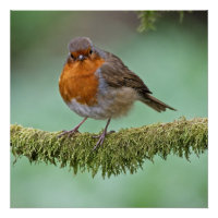 Robin auf einem moobedeckten Baumzweig