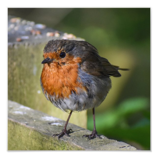 Robin auf einem Zaun Fotodruck (Vorne)