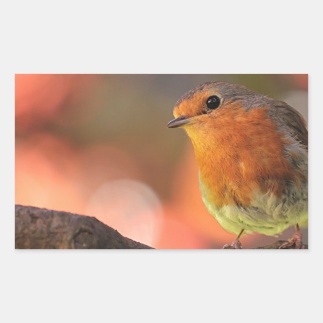 Robin auf einem Zweig Rechteckiger Aufkleber (Vorderseite)