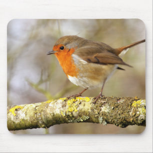 Robin auf Niederlassung Mousepad