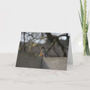 Robin auf Wand Karte