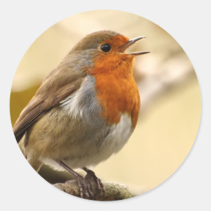 Robin-Aufkleber Runder Aufkleber