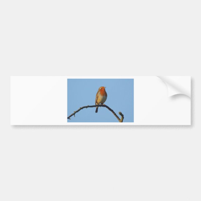 Robin Autoaufkleber (Vorne)