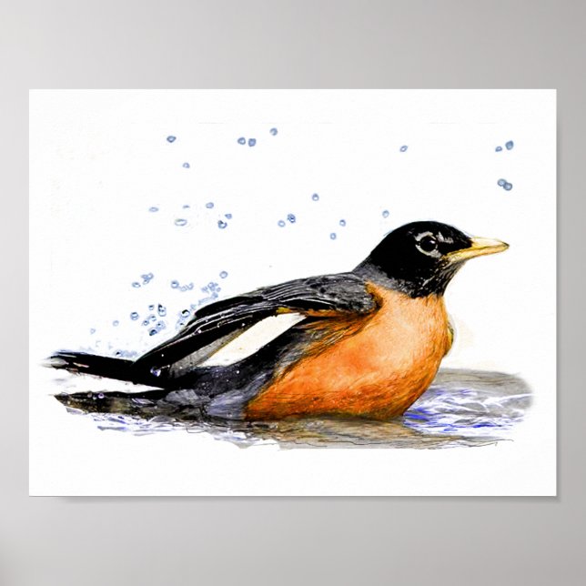 Robin Bathing Poster (Vorne)