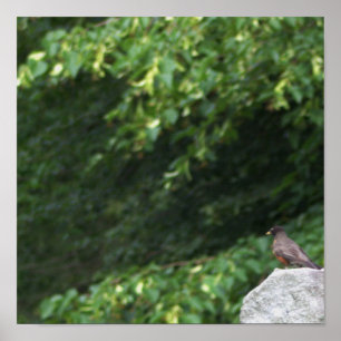 Robin Bird Foto Poster