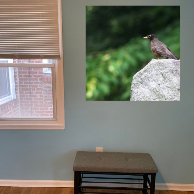 Robin Bird Foto Poster (Von Creator hochgeladen)