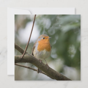Robin Bird Nature Foto Card