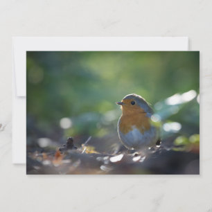 Robin Bird Nature Foto Card