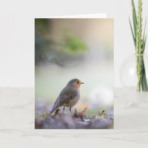 Robin Bird Nature Foto Karte