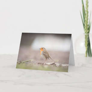 Robin Bird Nature Fotocard Karte
