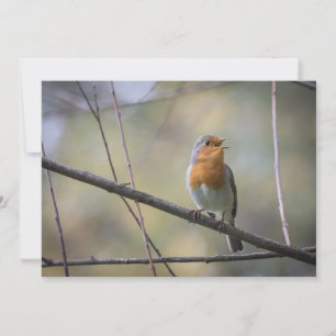 Robin Bird Wildlife Foto Card