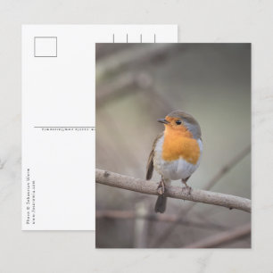 Robin Bird Wildlife Foto Postkarte