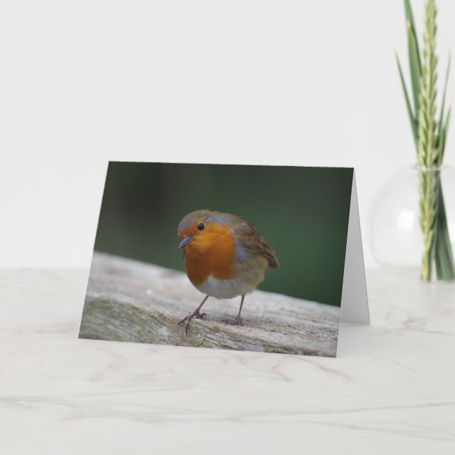 Robin Birthday Card Karte (Vorderseite)