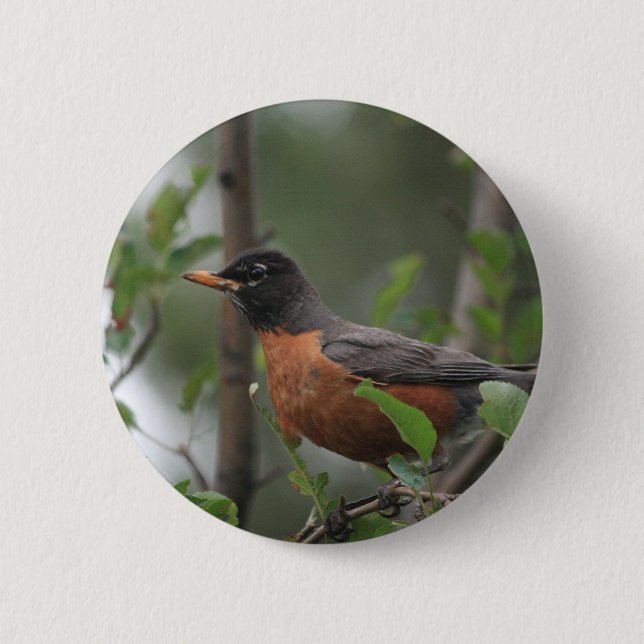 Robin Button (Vorderseite)