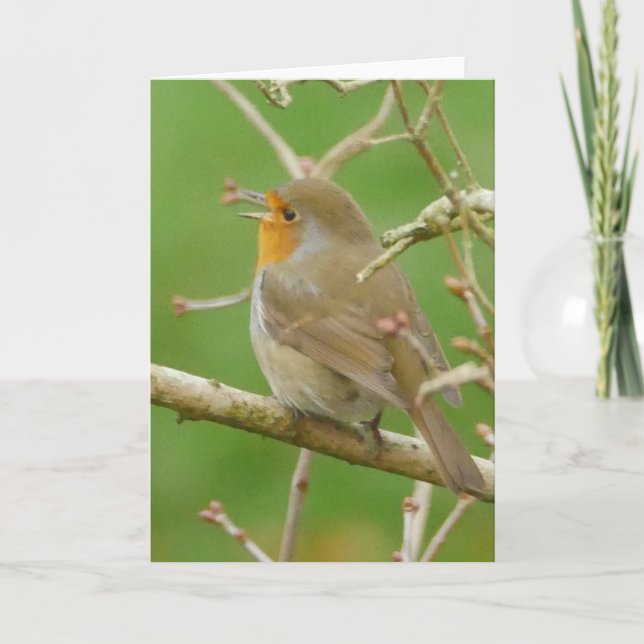Robin Card singen Karte (Vorderseite)