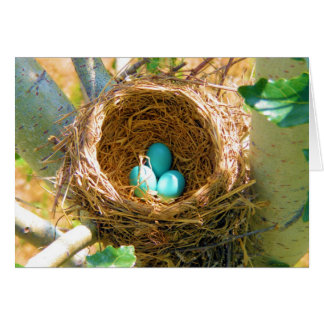 Robin Eggs in einem Baumnest im Hinterhof