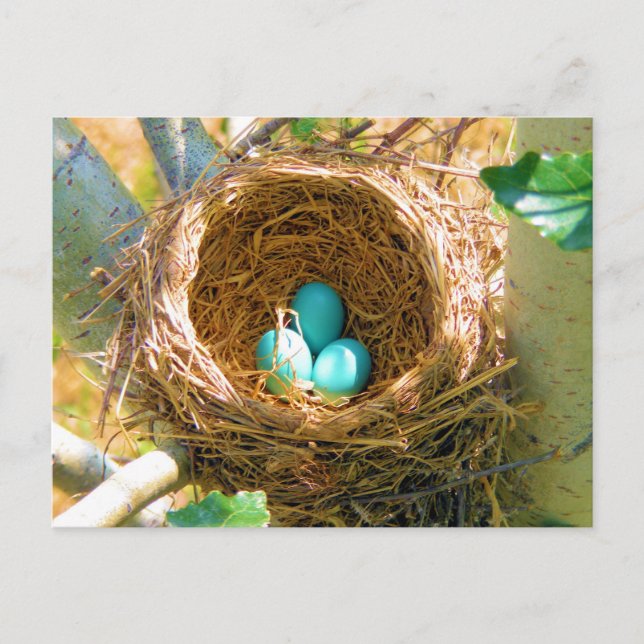 Robin Eggs in einem Baumnest im Hinterhof Postkarte (Vorderseite)
