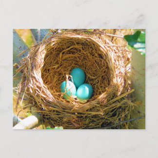 Robin Eggs in einem Baumnest im Hinterhof Postkarte