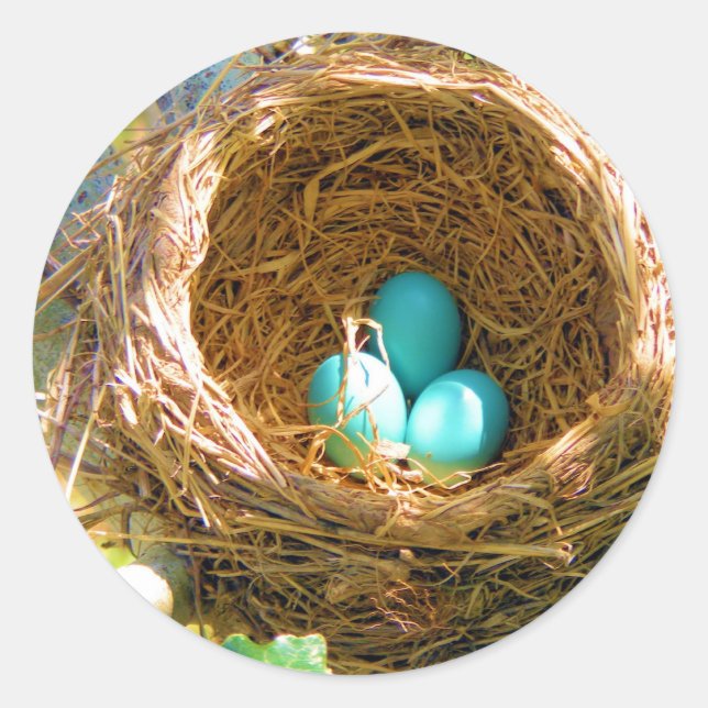Robin Eggs in einem Baumnest im Hinterhof Runder Aufkleber (Vorderseite)