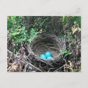 Robin Egs in der Nest Postkarte