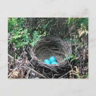 Robin Egs in der Nest Postkarte