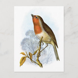 Robin - Erithacus rubecula Postkarte