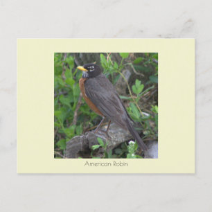 Robin Foto Postcard Postkarte