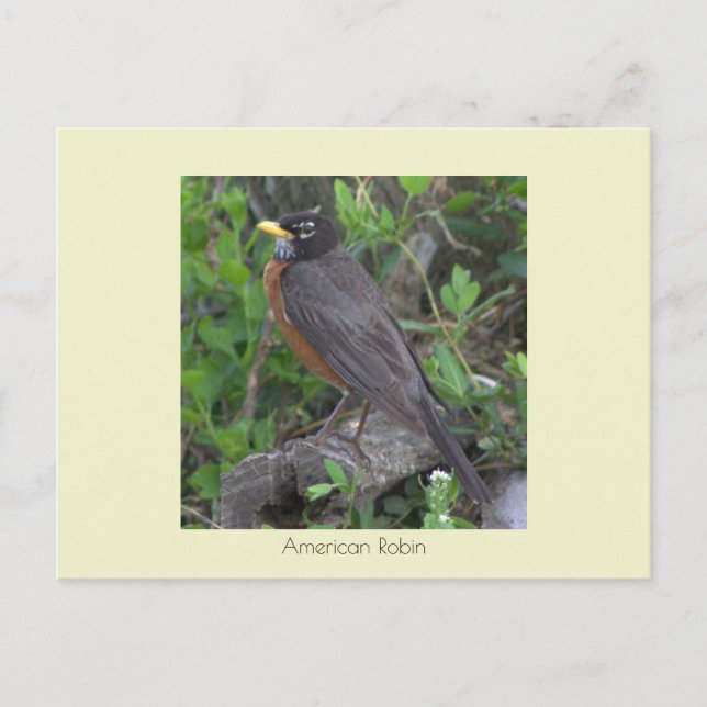 Robin Foto Postcard Postkarte (Vorderseite)